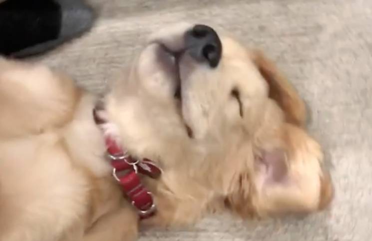 Boca arriba y ojos cerrados: la dulce escena de un cachorro disfrutando un masaje de su dueño