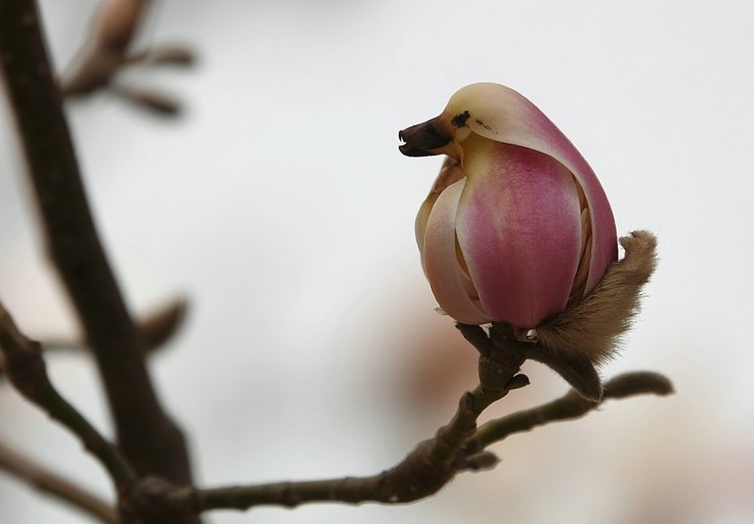 La maravilla de la naturaleza: ¿Son pájaros o flores? | Radio Mitre