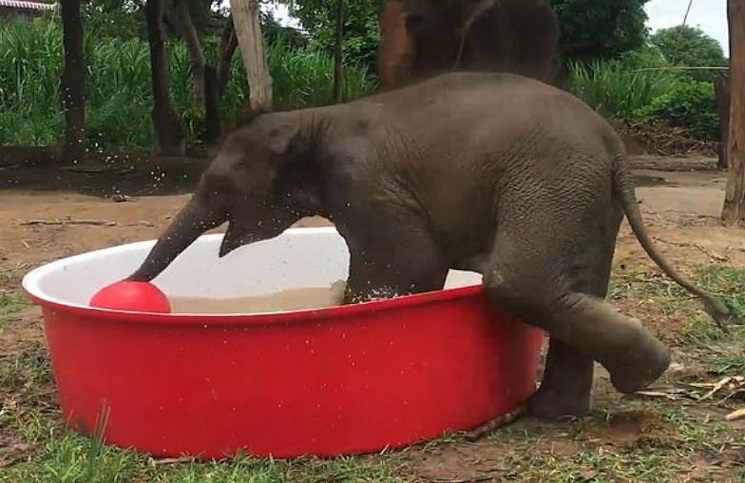 Viral Un Elefante Bebe Chapotea En Una Pileta Infantil Y Juega Con Su Pelota Tras Ser Rescatado La 100