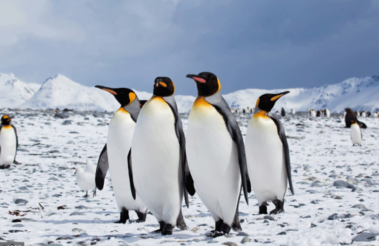 El reto visual que es furor: a los cuatro pingüinos con sombrero