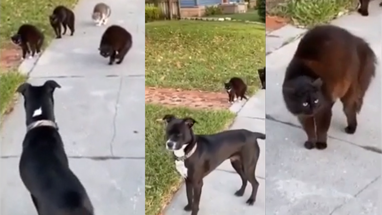 Video: cuatro gatos "malísimos" se cruzan con un dulce perro y el resultado es divertidísimo