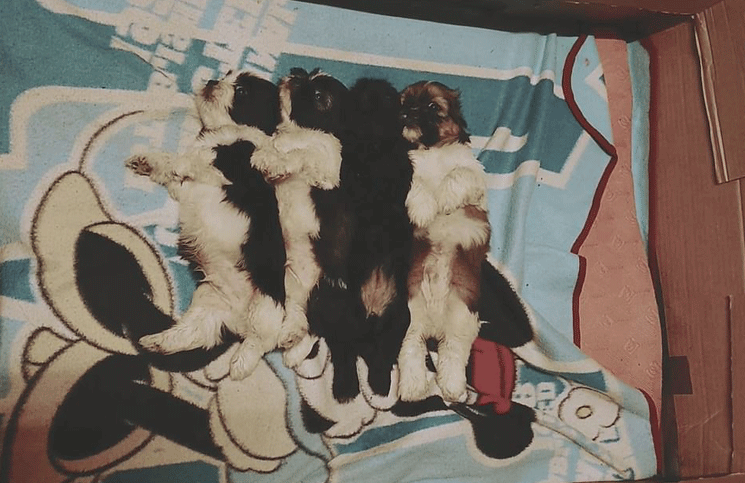 Viral: Cachorros forman fila para recibir el beso de buenas noches y se duermen al instante