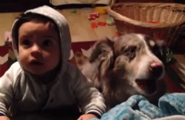 Video viral: quiere que su bebé diga "mamá", pero su perro lo dice primero