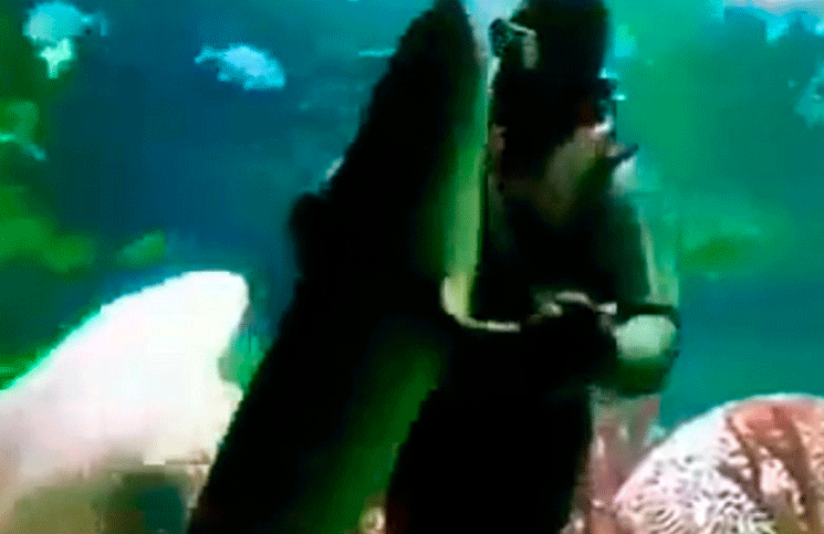 El baile viral entre un buzo y un tiburón que te deja sin aliento