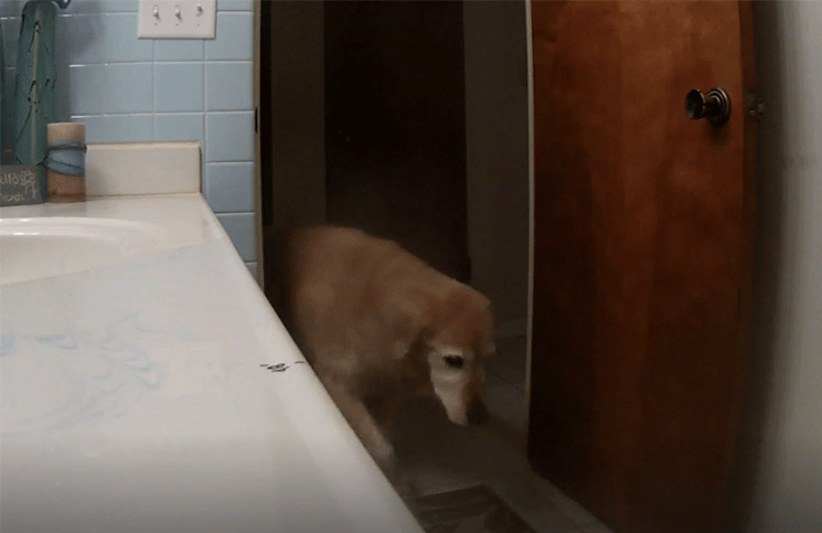 Viral un perro se encerró en el baño para no escuchar el ruido de una tormenta y fuegos