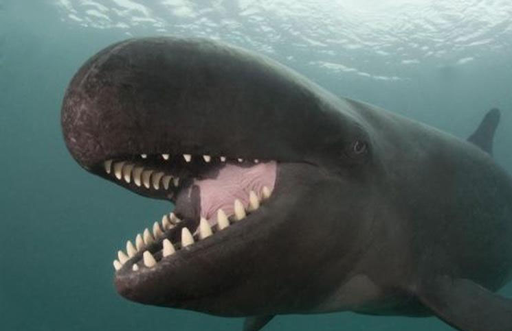 Video: qué son las "falsas orcas" que parecen a ballenas asesinas y aterrorizan las redes