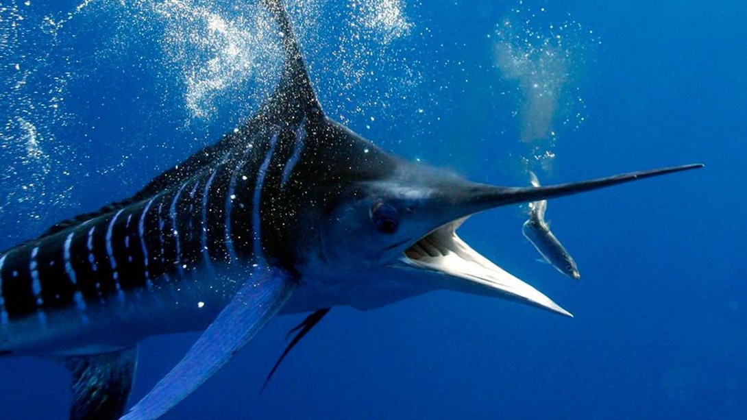 Capturó un pez espada "bestia" después de luchar durante horas (el video es memorable) | Radio Mitre
