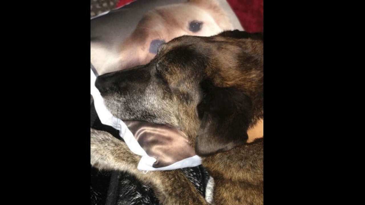 Un perro no se separa de la almohada con la foto de su amigo fallecido