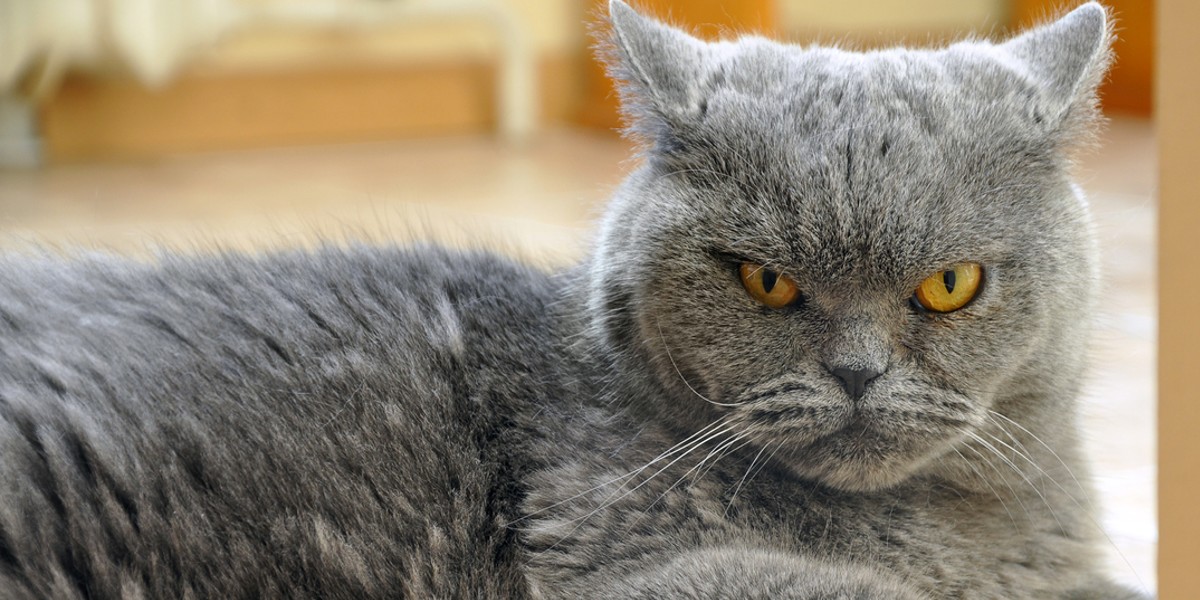 Cómo reconocer si tu gato está estresado: todas las señales y la solución