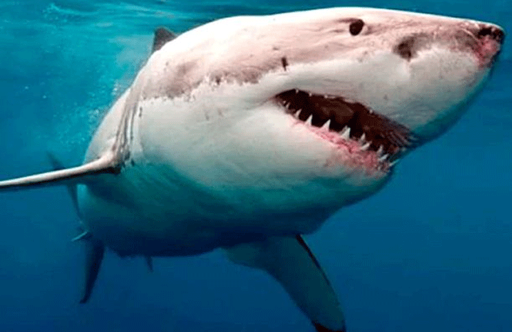 Un tiburón blanco impacta contra una jaula llena de turistas y el video es viral