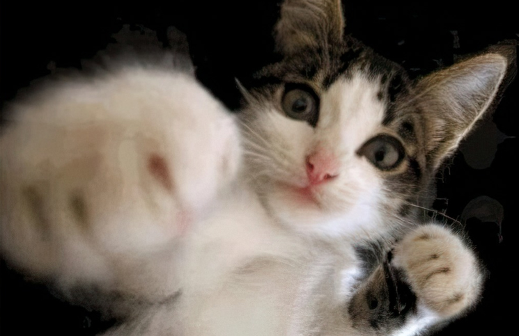 Por qué los gatos “boxean” y tiran las cosas al piso