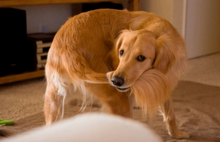 Cuáles son los síntomas en los perros que padecen trastorno obsesivo compulsivo canino