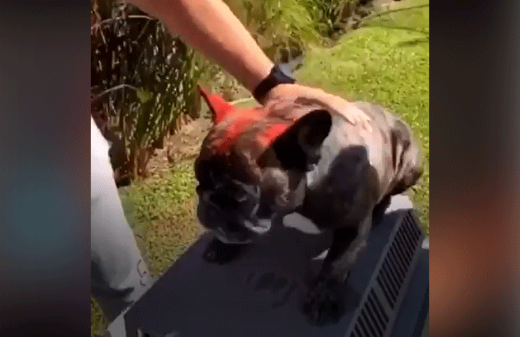 Maltrato animal pintó a su perro con aerosol, lo filmó y publicó en las redes