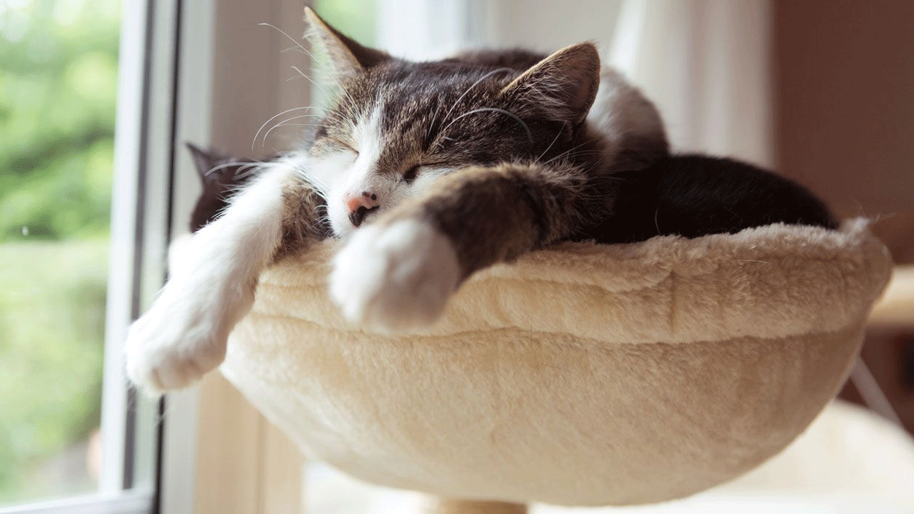 Por qué los gatos duermen tanto (y nunca se cansan de hacerlo)