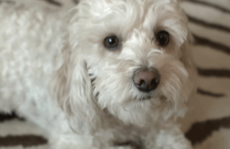 Un perro alertó a sus dueños de una fuga de gas y les salvó la vida