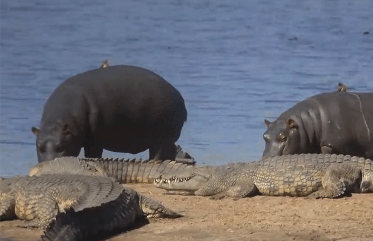 VIRAL | Hipopótamos ayudan a dos pájaros para que no sean devorados por los  cocodrilos | La 100