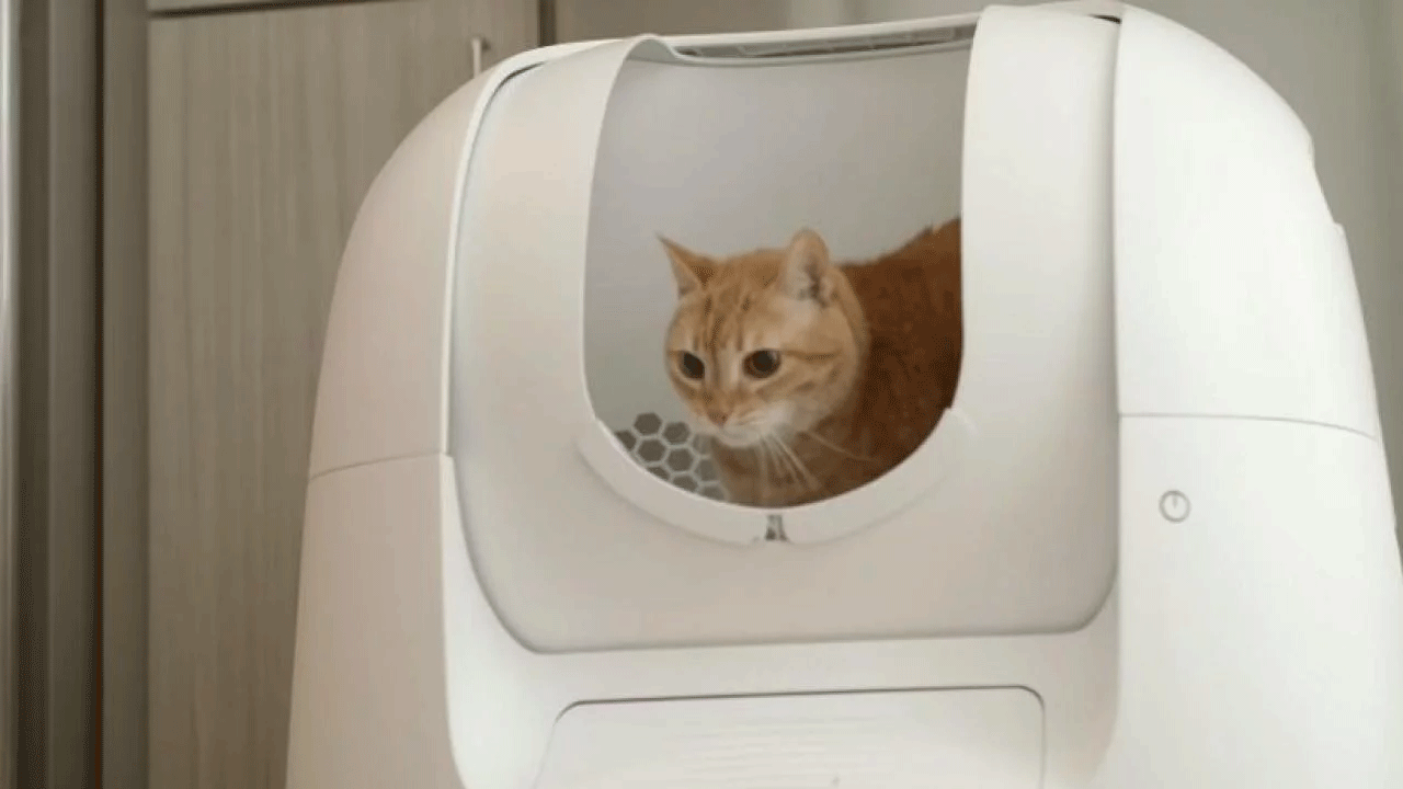 Chau piedritas: el inodoro para gatos ya se inventó y es furor