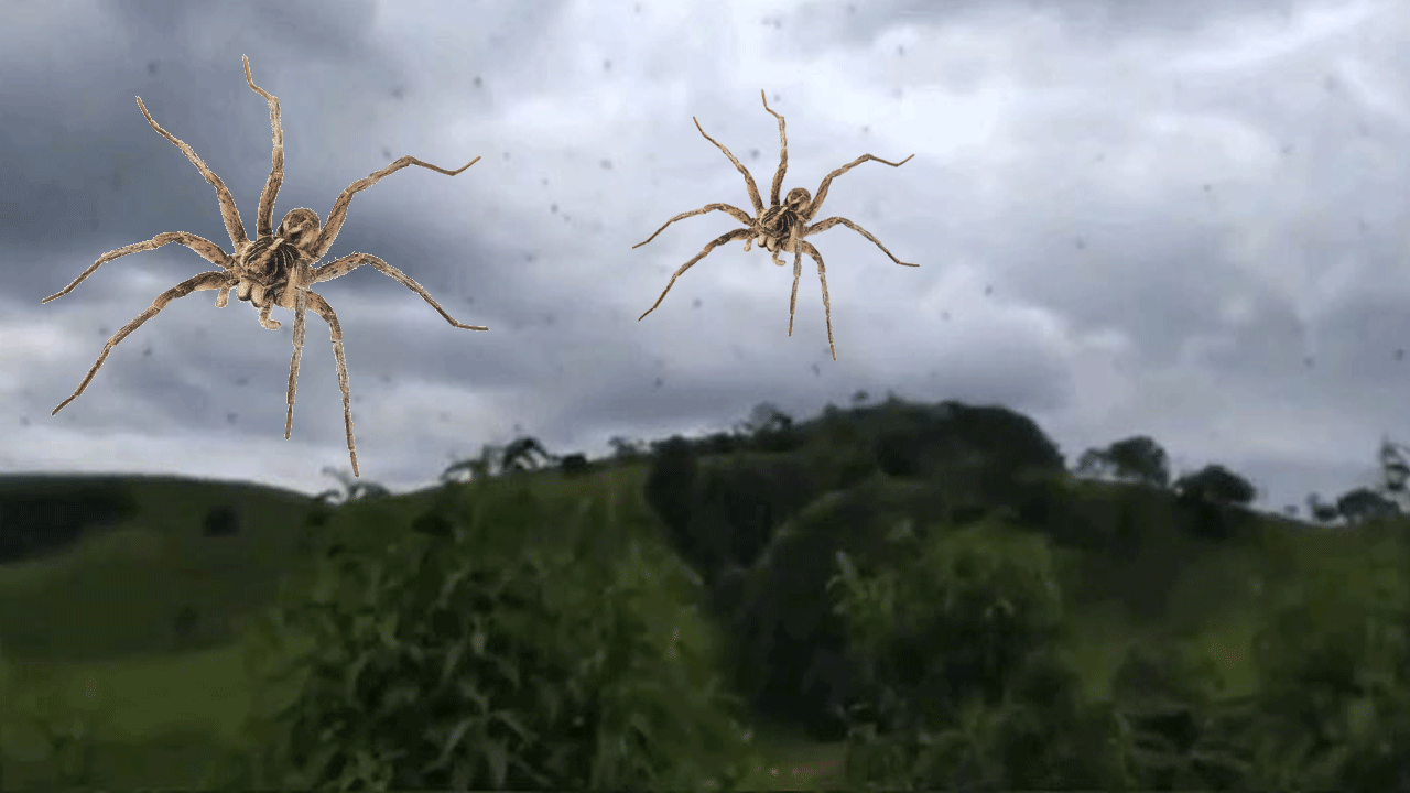 “Lluvia de arañas”: la realidad del fenómeno que filmaron en el pueblo de Brasil