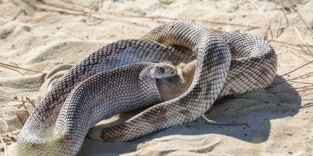 Captaron el momento exacto en que una exótica serpiente se come a un conejo  | La 100