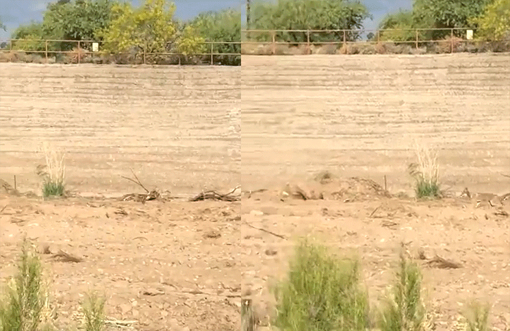 Viral el coyote persiguió a un correcaminos pero en la vida real