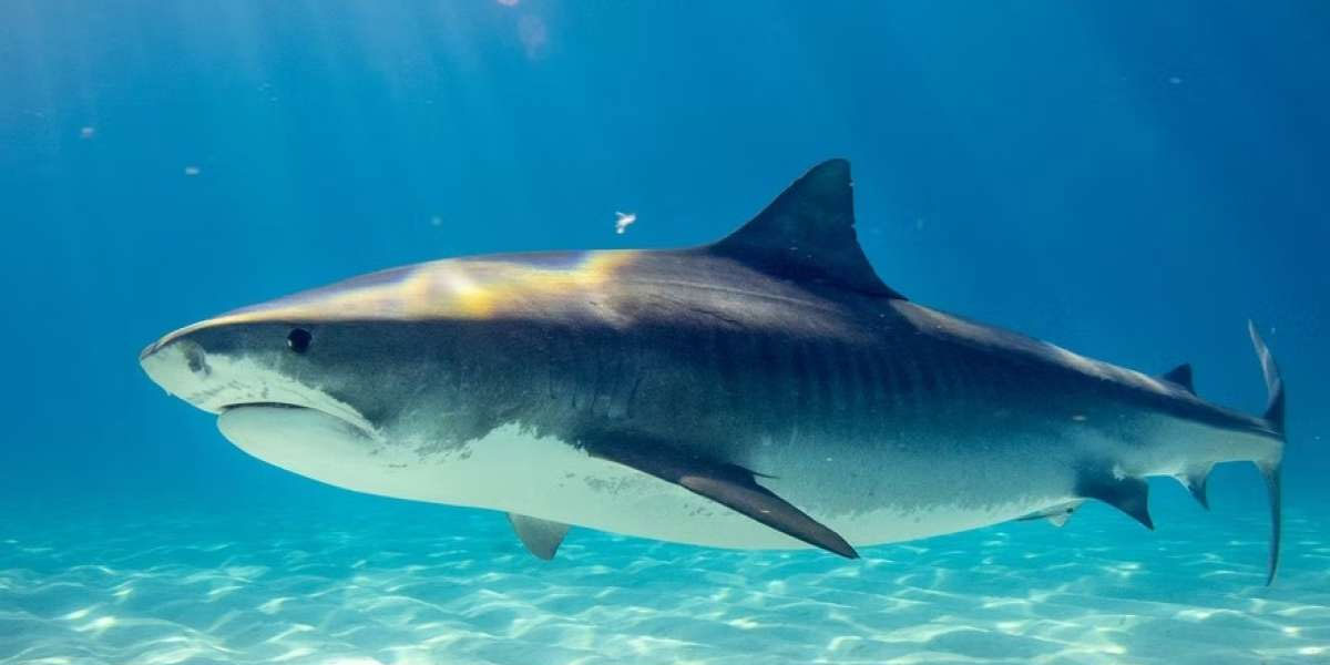 Acusan a una influencer china de comer un tiburón blanco en peligro de extinción