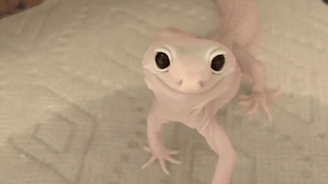 Increíble: el video del extraño lagarto rosa que posa para la cámara y se hizo viral