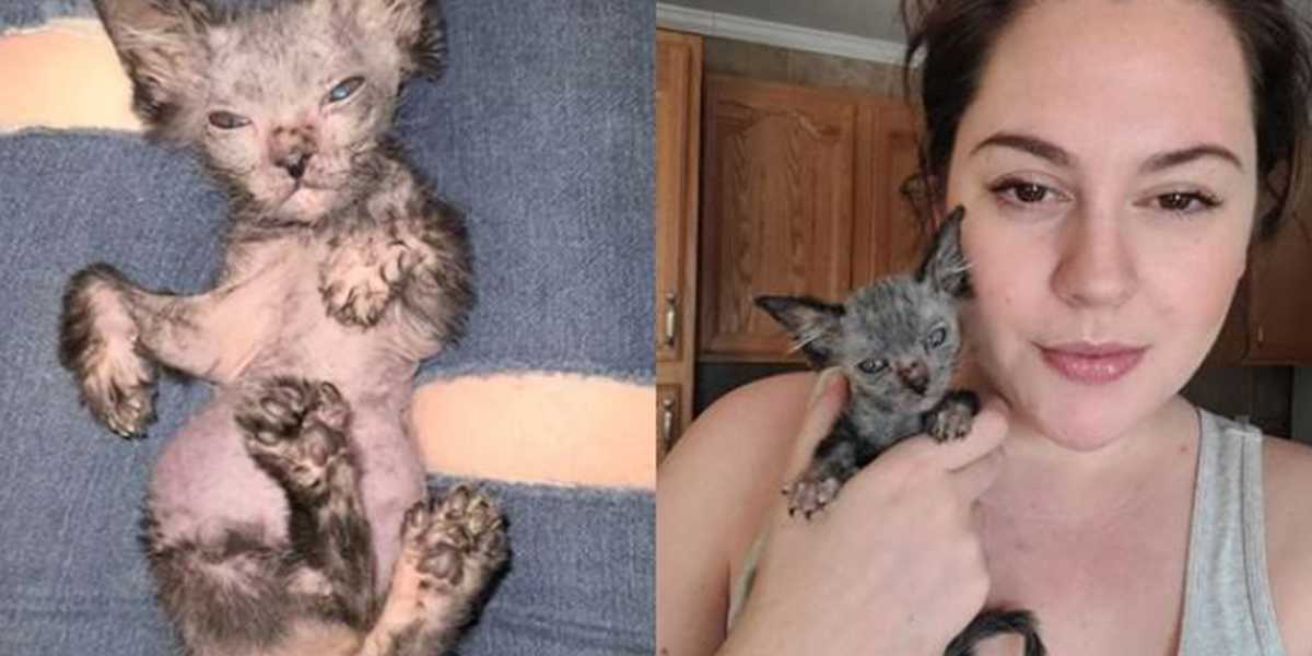 Llevó a su gatita al veterinario creyendo que estaba enferma y descubrieron que se trata de una extraña especie