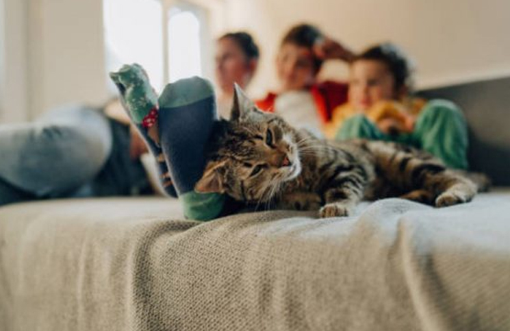 7 cosas de la casa que pueden ser peligrosas para los gatos