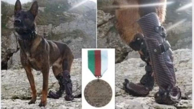 Distinguieron a Kuno, el perro que luchó contra Al Qaeda y perdió dos patas