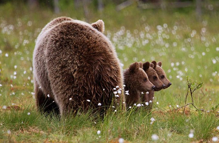 Las fotos de tres osos bebés en el bosque “bailando en círculo” que recorren el mundo