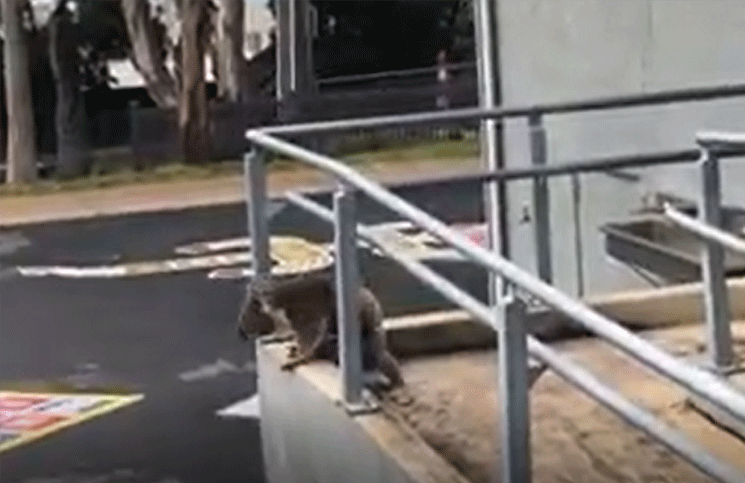 Viral un tierno Koala vistió la universidad en medio de la cuarentena