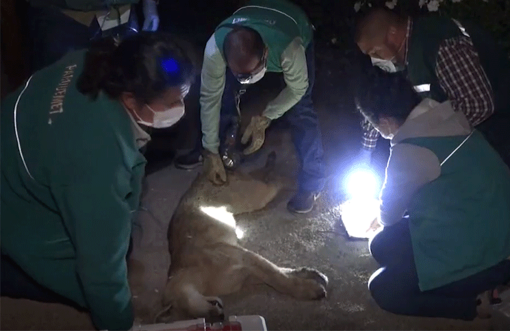 Encontraron a otro puma paseando por las calles de Santiago de Chile en plena cuarentena