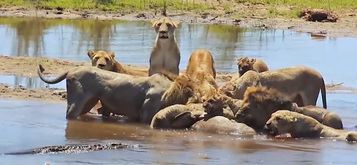 Un cocodrilo le quiso robar la presa a una manada de leones y ocurrió un  final inesperado | Radio Mitre