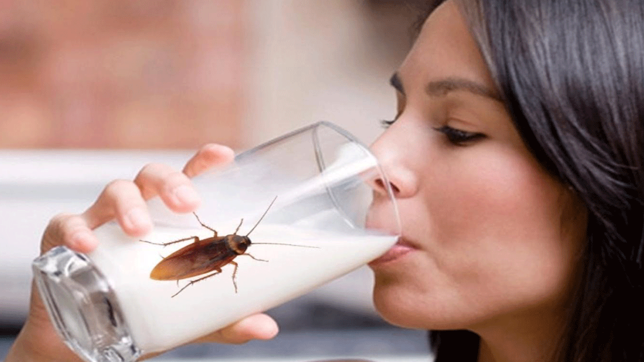 Insólito hallazgo: revelan que la leche de cucaracha es el alimento del futuro