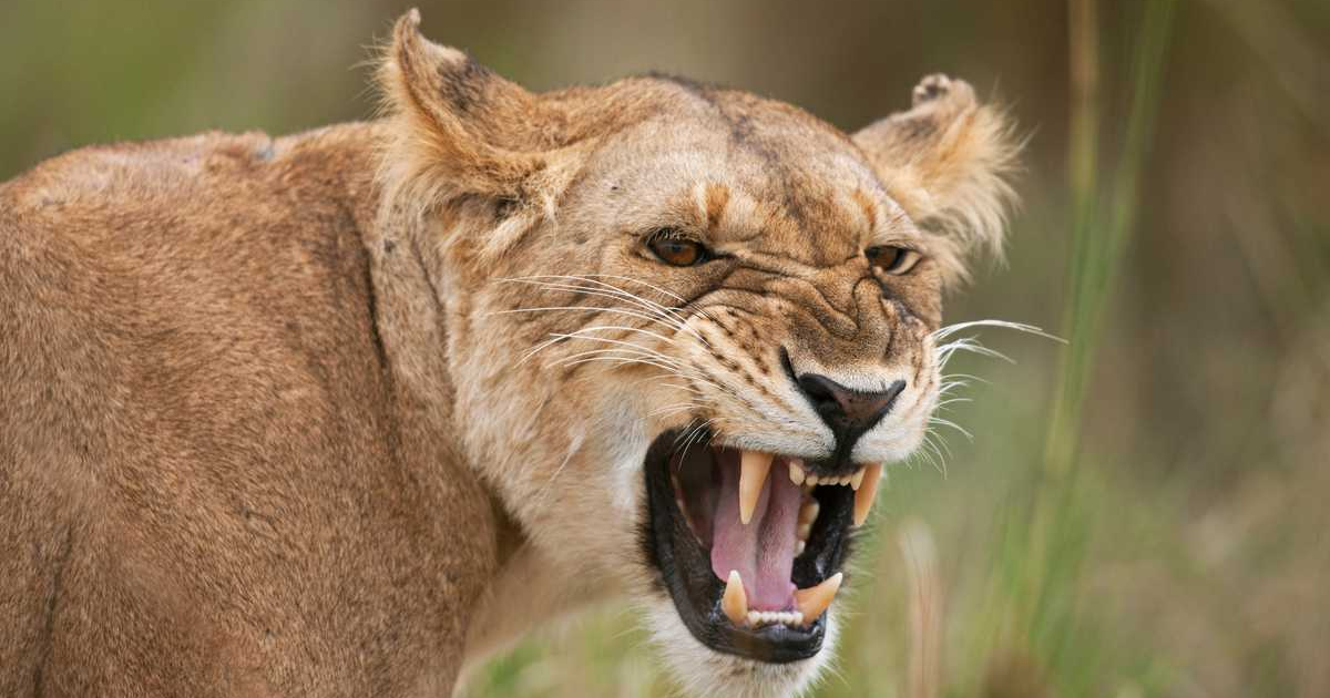 Una leona despedazó al guardián del zoológico y escapó con otro león: “Acababa de llevarle comida”