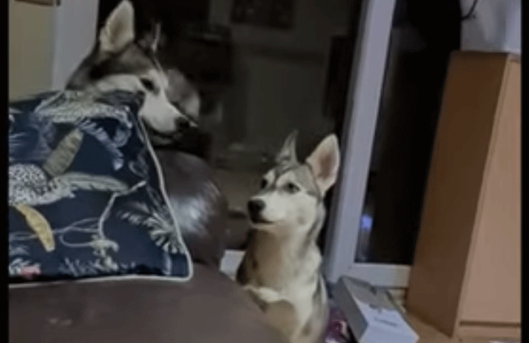 Un perro se ríe igual que su dueño y su divertido video se hizo viral