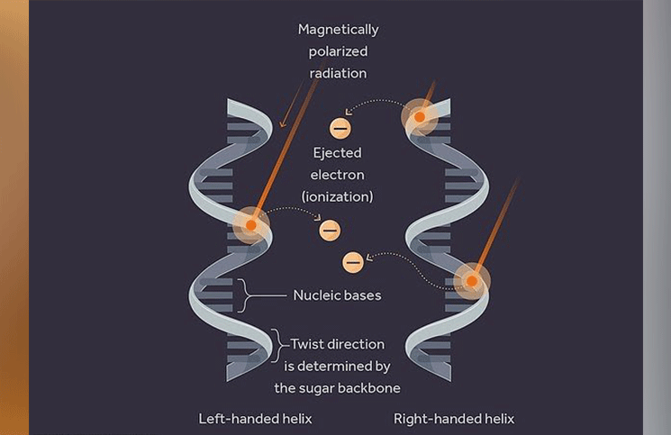 Descubrieron que el sesgo diestro del ADN podría tener que ver con los rayos cósmicos