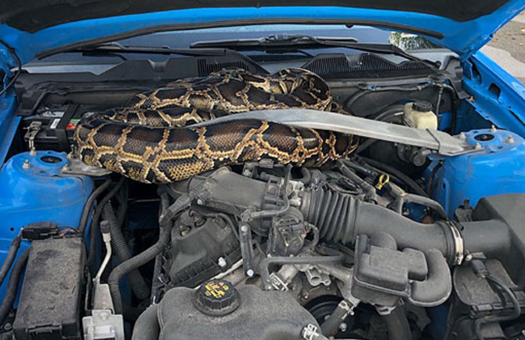 Video: abrió el capó del auto y encontró una serpiente viviendo adentro