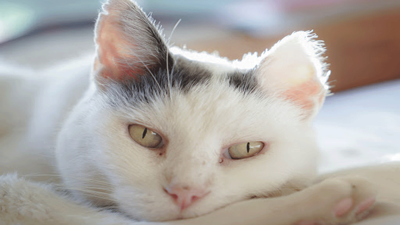 Porqué es importante observar la nariz de tu gato para detectar algún problema