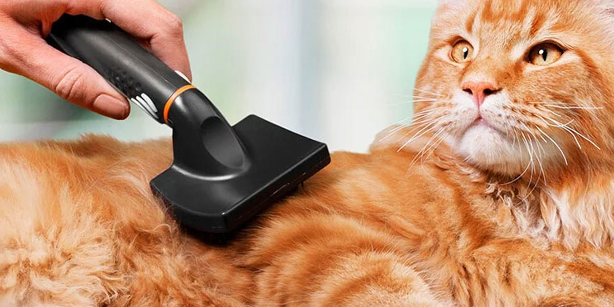 Por qué hay que cepillar a los gatos y cómo hacerlo para que les guste