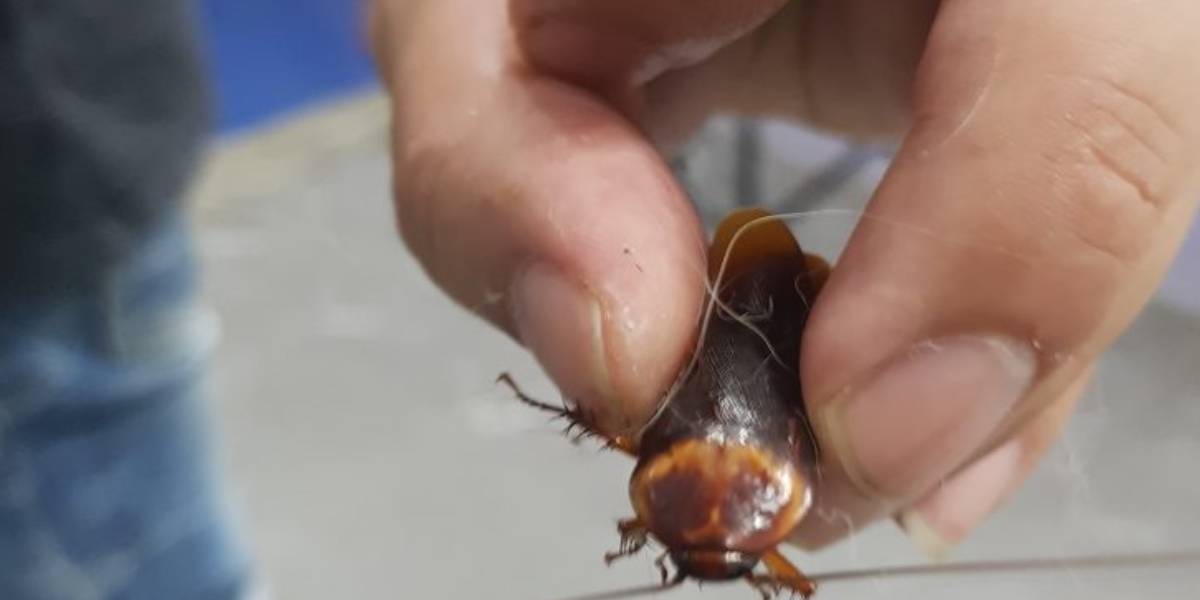 Encontró una cucaracha lastimada y la llevó al veterinario: “Cada vida es preciosa”