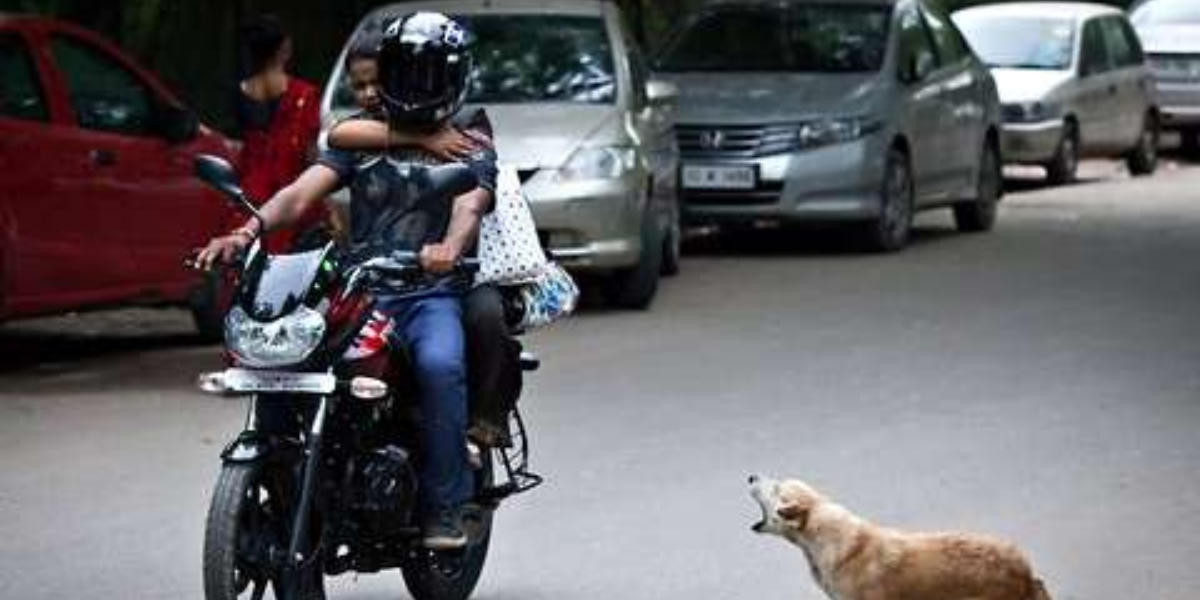 Es aún más común el ladrido a los motociclistas que van en aumento de velocidad. Foto: difusión   