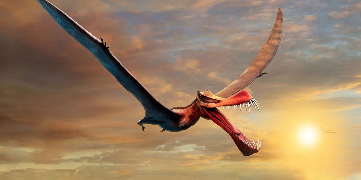 Encontraron un enorme dinosaurio volador en Australia y lo calificaron de “temible dragón”