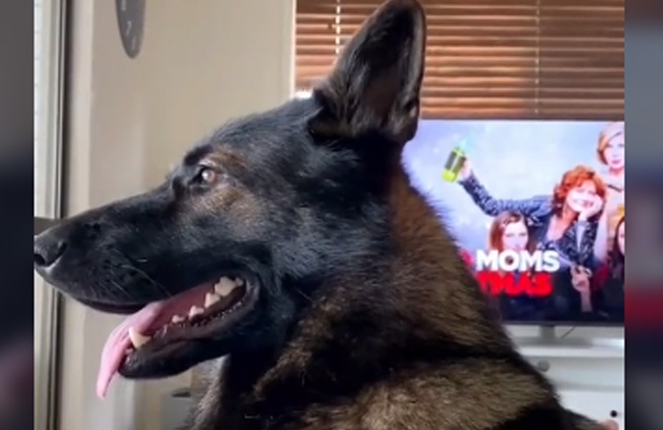 Mostró la reacción de su perro policía adoptado cuando alguien habla de drogas