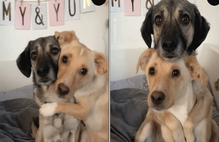 Estos dos perritos que se abrazan se volvieron virales en las redes