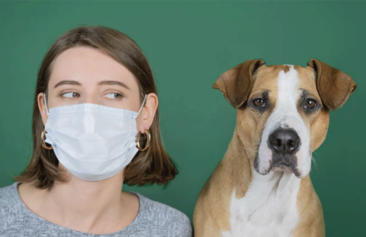 Coronavirus el contagio se podría dar entre gatos pero no entre perros