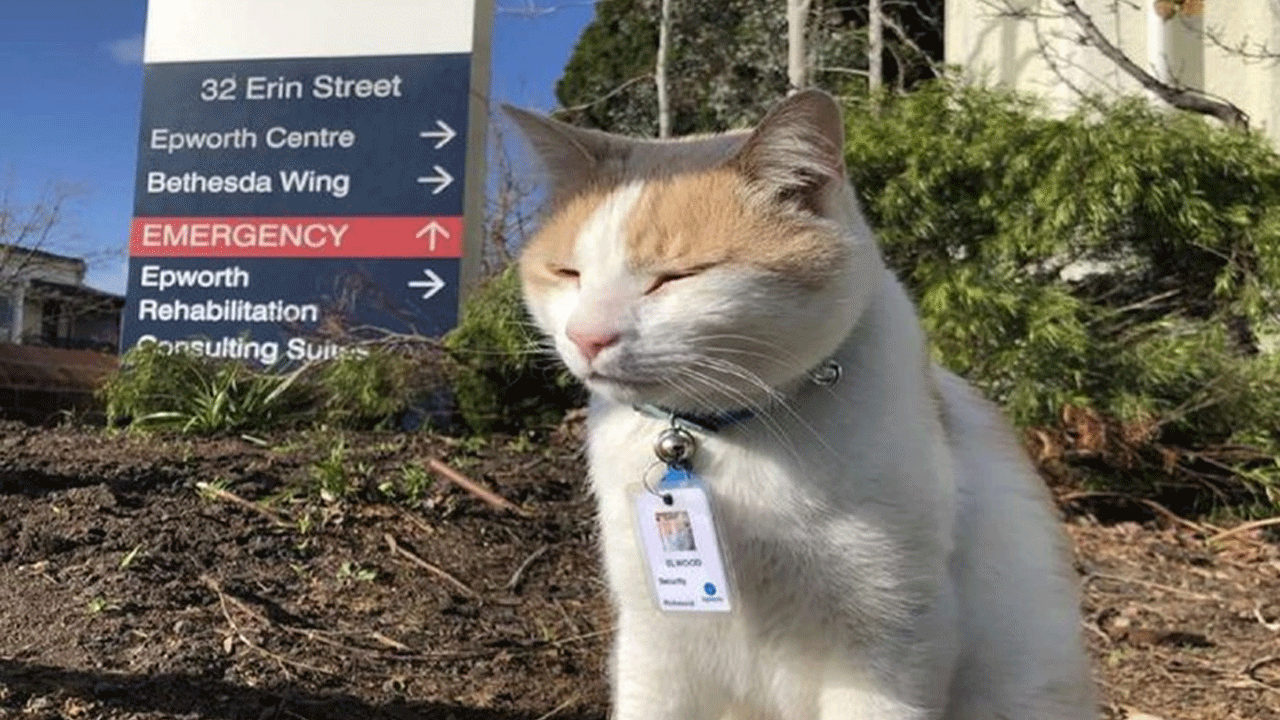 La historia del gato que se convirtió en el guardia de seguridad de un hospital