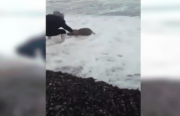 Un hombre arriesgó su vida para salvar a una tortuga marina