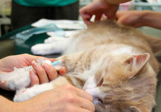clímax Señor Alaska Cuándo es el momento de aplicar la eutanasia a tu perro (o gato) | Mia FM
