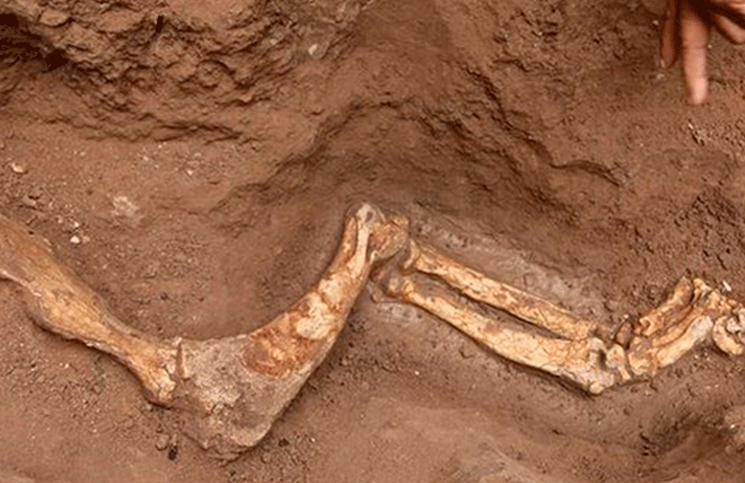 Gualeguaychú: encontraron fósiles que podrían ser un perezoso gigante y un tigre diente de sable
